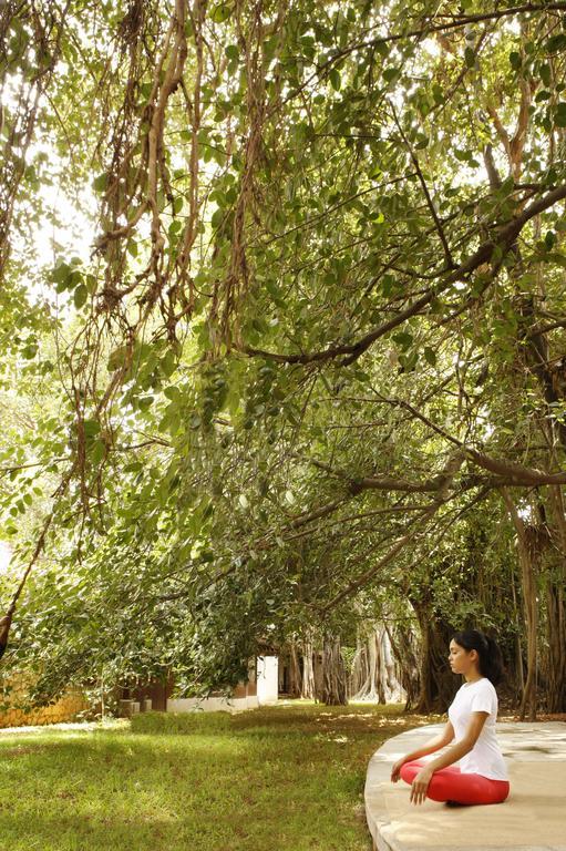 Heritage Madurai Exterior foto The canopy of a tropical rainforest